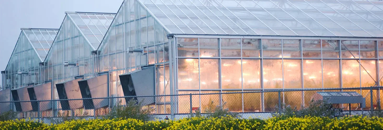 How to Optimize Greenhouse Climate Control for Year-Round Growing in Canada How to Optimize Greenhouse Climate Control for Year-Round Growing in Canada